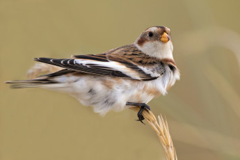Картинка животные птицы птичка