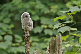 Картинка животные совы сова перья окрас птица