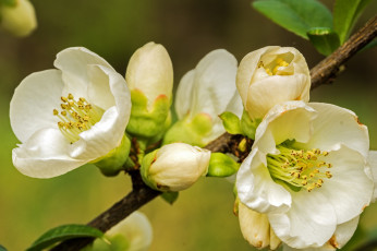 Картинка цветы цветущие+деревья+ +кустарники природа ветка весна фон макро цветение