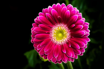 Картинка цветы герберы черный фон лепестки цветок