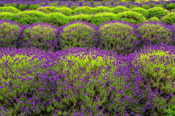 Картинка цветы лаванда клумба узор