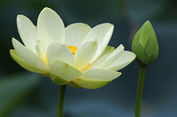 Картинка цветы лотосы жёлтый