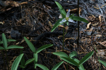 Картинка цветы луговые+ полевые +цветы маленький
