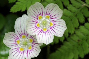 Картинка цветы пара