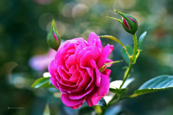 Картинка цветы розы бутон