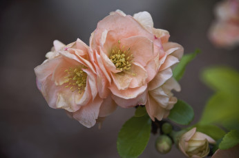 Картинка цветы весна фон макро цветение природа ветка