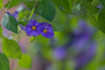 Картинка цветы вьюнки +ипомеи фиолетовые