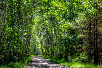 Картинка природа дороги река лес