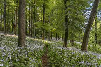 Картинка природа лес цветы деревья