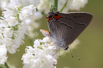 Картинка животные бабочки +мотыльки +моли бабочка