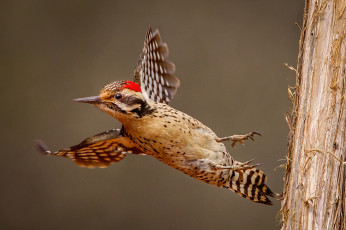 Картинка животные дятлы птичка