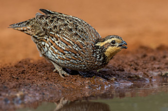 Картинка животные куропатки +рябчики +перепела птичка