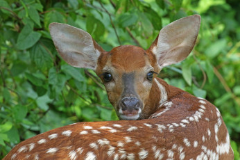 Картинка животные олени олень