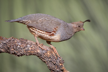 Картинка животные птицы птичка