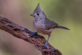 Картинка животные птицы птичка