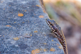 Картинка животные Ящерицы +игуаны +вараны ящерка