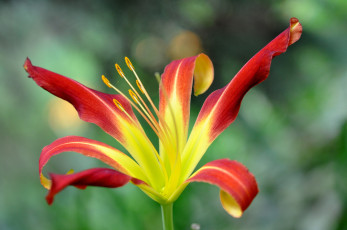 Картинка цветы лилии +лилейники лилия лепестки цветок