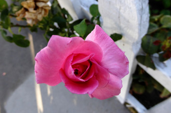 Картинка цветы розы розовый бутон