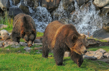 Картинка животные медведи косолапый