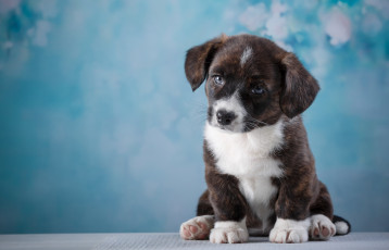 Картинка животные собаки щенок взгляд собака глаза морда