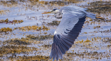 Картинка животные цапли +выпи птичка