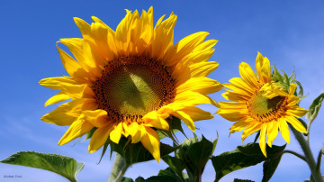 Картинка цветы подсолнухи солнечный