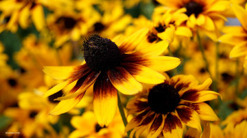 Картинка цветы рудбекия макро