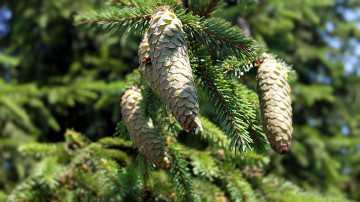 Картинка природа шишки +жёлуди +каштаны ветка еловая