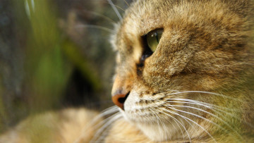 Картинка животные коты анфас морда