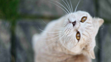 Картинка животные коты морда