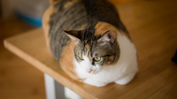 Картинка животные коты отдых стол