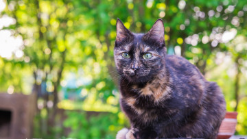 Картинка животные коты растения деревья улица взгляд