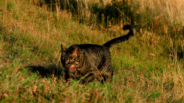 Картинка животные коты растения трава