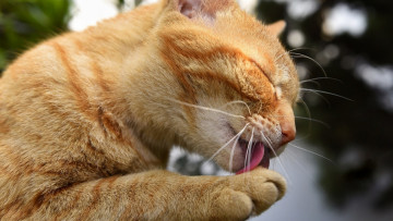 Картинка животные коты рыжий цвет