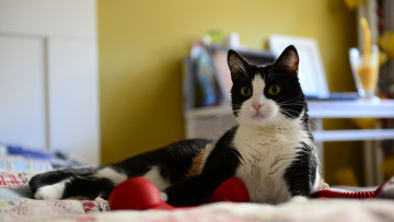 Картинка животные коты стакан трубка телефон отдых