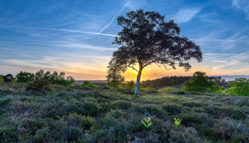 Картинка природа деревья рассвет