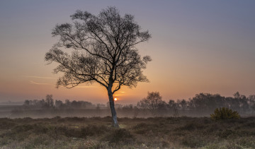 Картинка природа деревья простор