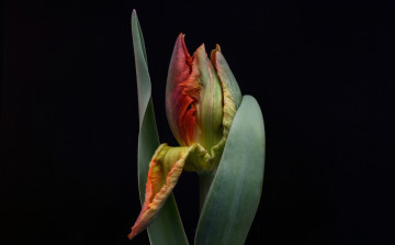 Картинка цветы тюльпаны тюльпан черный фон бутон цветок листья