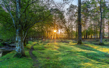 Картинка природа лес рассвет