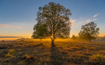 Картинка природа деревья рассвет