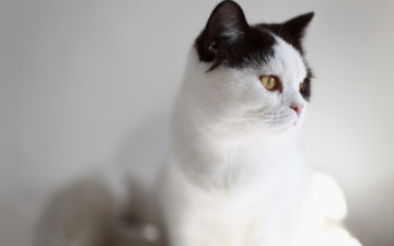 Картинка животные коты анфас морда