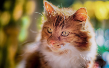 Картинка животные коты морда