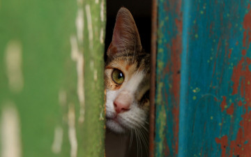 Картинка животные коты морда