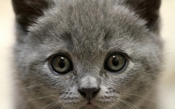 Картинка животные коты морда взгляд котенок