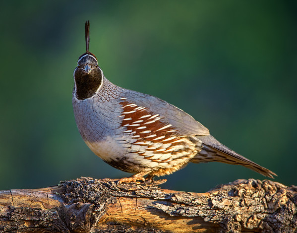 Обои картинки фото животные, птицы, птичка