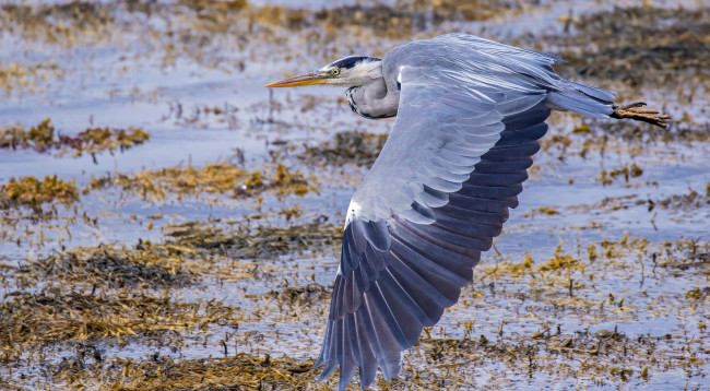 Обои картинки фото животные, цапли,  выпи, птичка