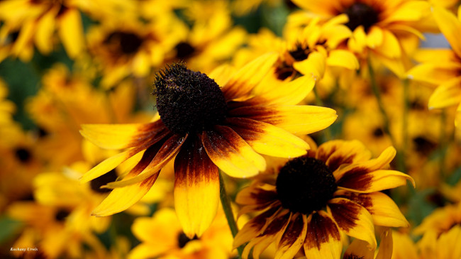 Обои картинки фото цветы, рудбекия, макро