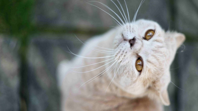 Обои картинки фото животные, коты, морда