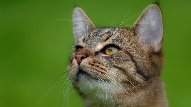 Обои картинки фото животные, коты, морда, зеленый, фон