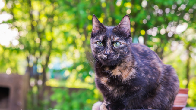 Обои картинки фото животные, коты, растения, деревья, улица, взгляд